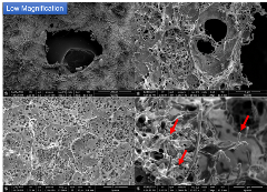 科学家开发基于植物的新型塑料 在海洋中具有...(图6)