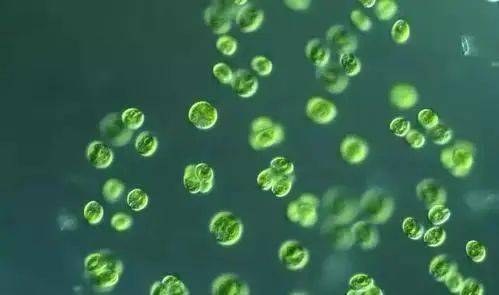 生物塑料？生物基塑料？生物降解塑料？别懵...(图6)