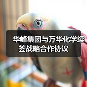 华峰集团与万华化学续签战略合作协议(图4) 华峰集团与万华化学续签战略合作协议(图4)